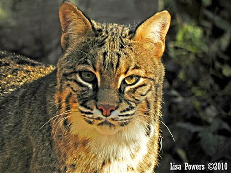 bobcat chattanooga